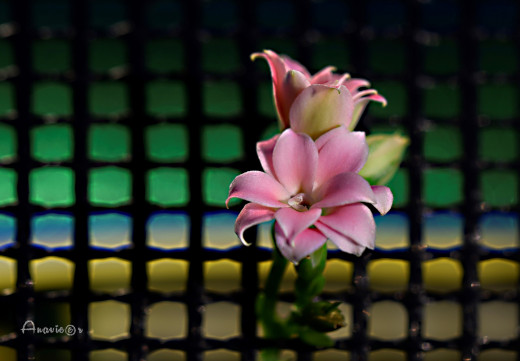 1756024 (a): :2000x1385